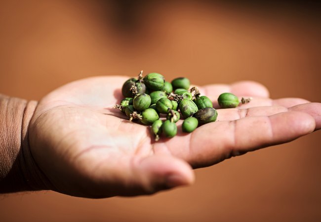 Worker handles coffee fruits.